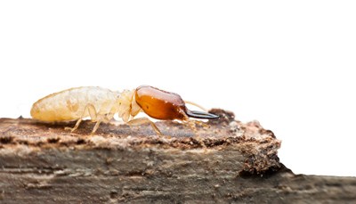 Pest Control St George Utah Termite control Pest Control St George Utah termites