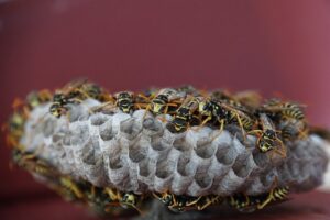 Wasp control las vegas