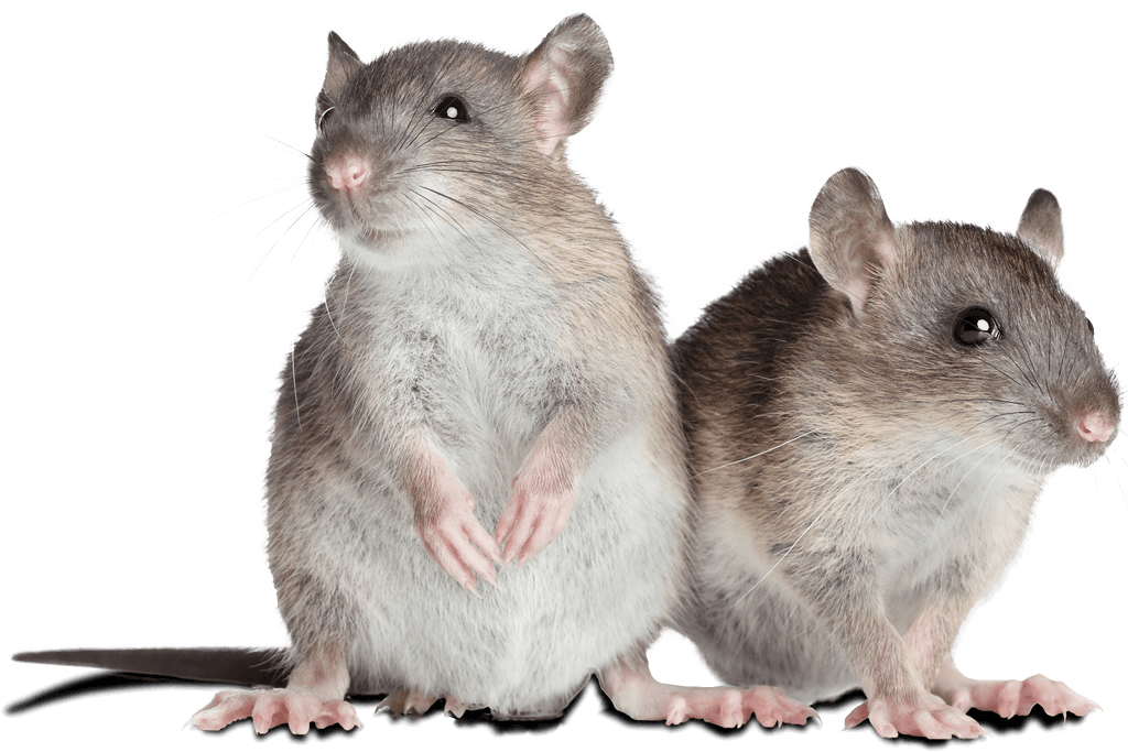 Pest control st george utah roach