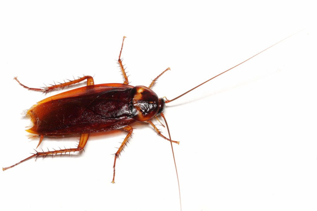 Pest control st george utah roach