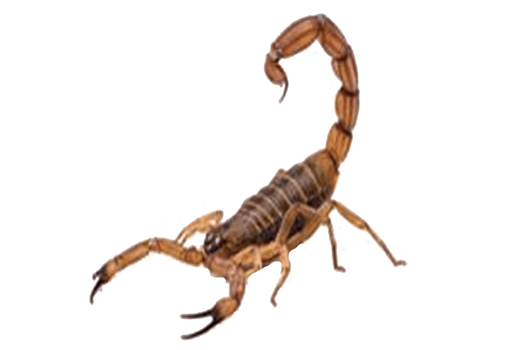 pest control st george utah scorpion