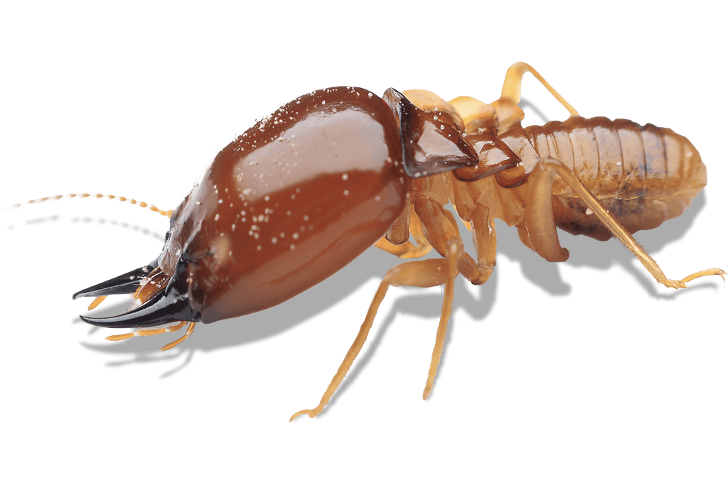pest control st george utah scorpion