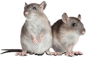 Pest Control St George Utah Mice
