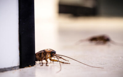 Get Rid of Pesky Pests with Las Vegas Commercial Pest Control