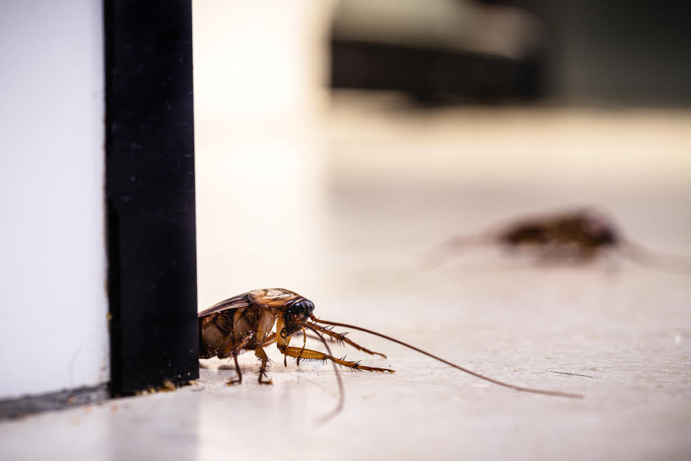 Las Vegas Commercial Pest control