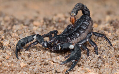 Staying Ahead of Scorpions: Scorpion Control and Prevention in Las Vegas