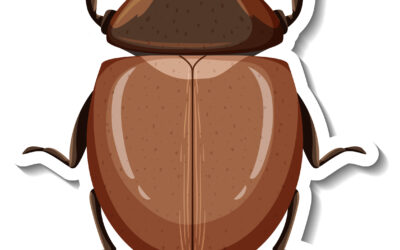 How to Identify Signs of a Rodent Infestation in Your Home