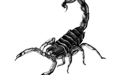 Protect Your Home: Seasonal Pest Control in St. George