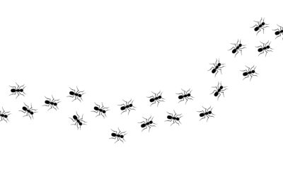 Expert Tips on Preventing Pest Infestations in St. George Homes