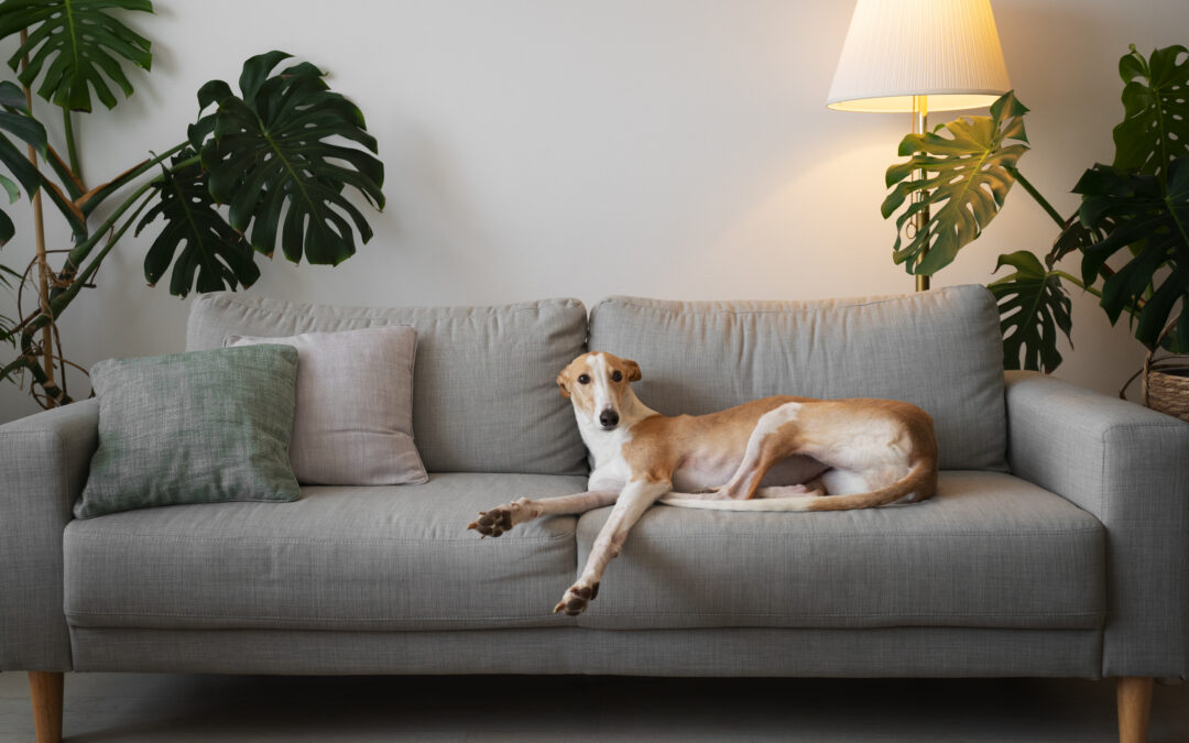 Preventive Pest Control