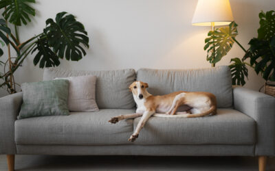 Pets and Pests: Keeping Your Furry Friends Safe