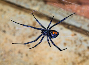 black widow spider in las vegas