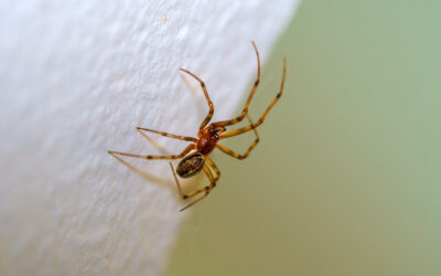 What Attracts Spiders Into St. George Homes Year-Round