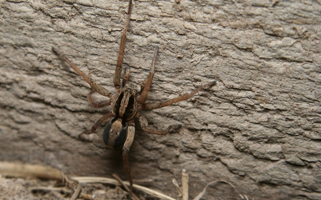 wolf spider control las vegas