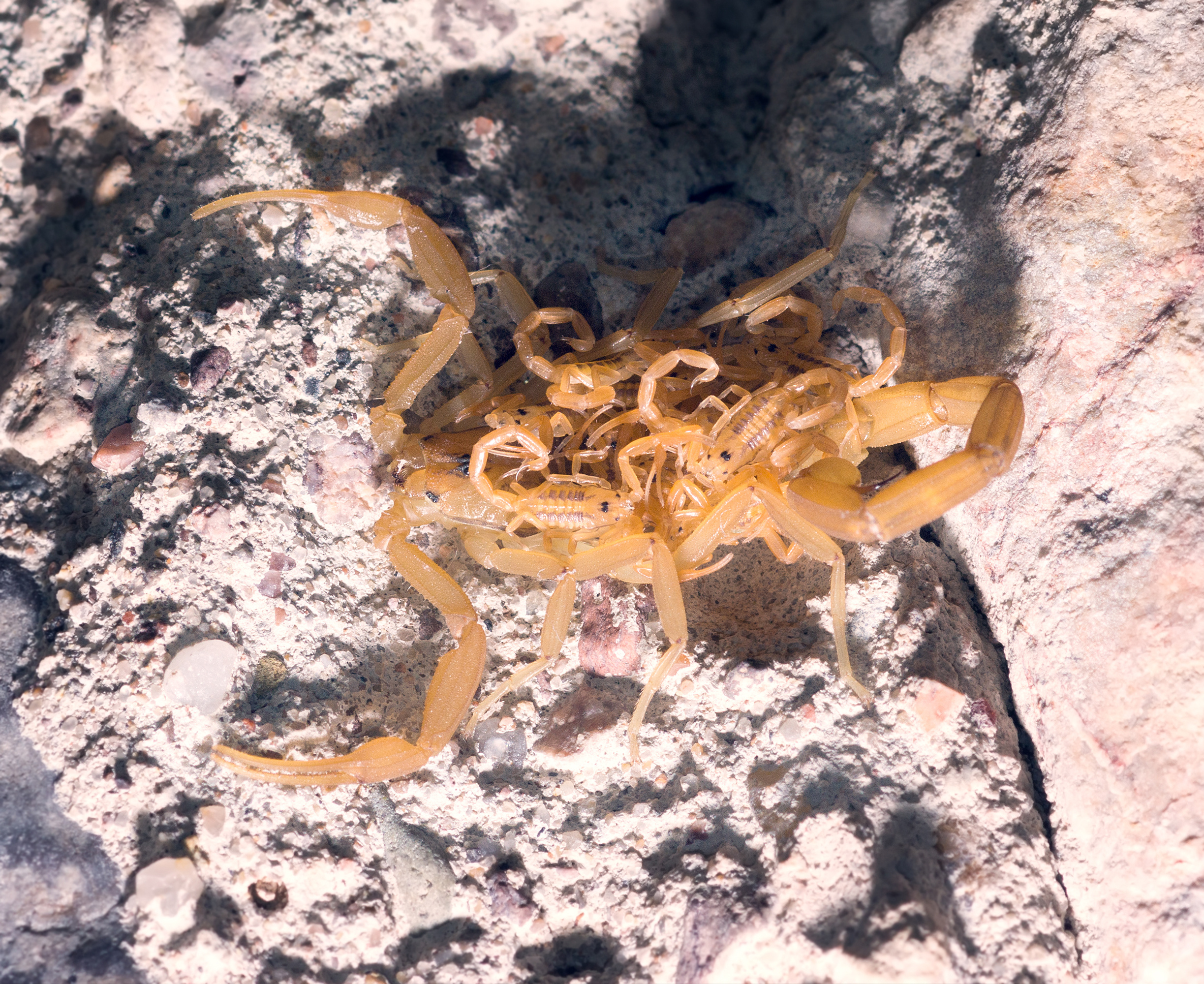 What is a Bark Scorpion? Everything You Need To Know