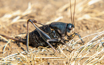 What Are Mormon Crickets and Why Are They a Problem?