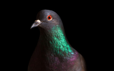 What Are Rock Pigeons?