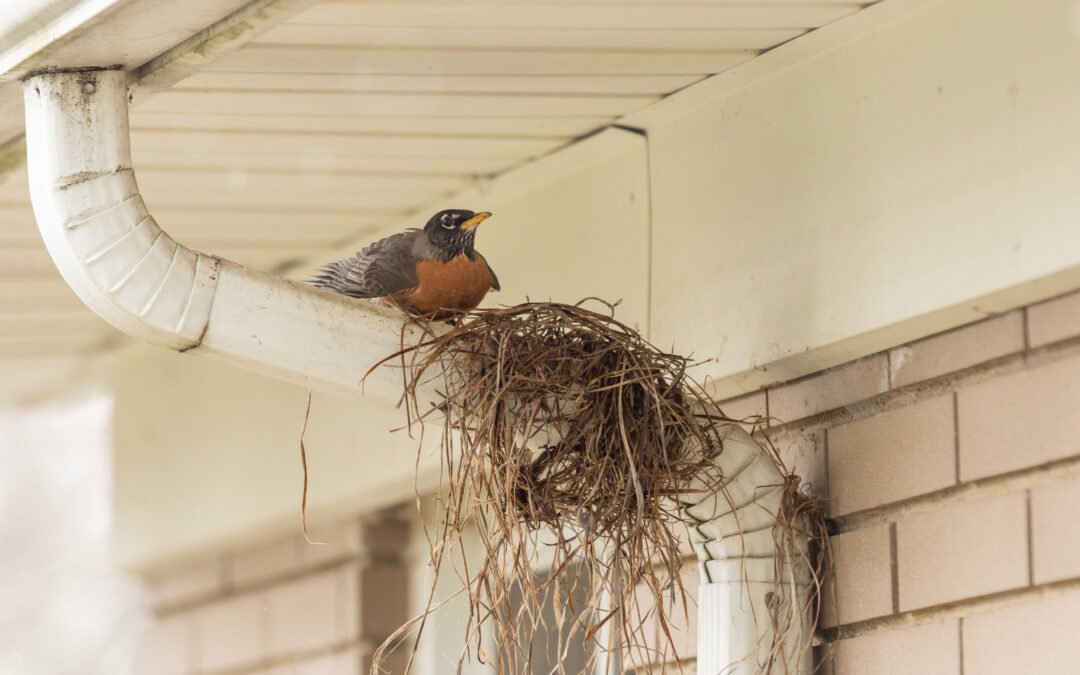 Bird’s nest at home that needs removal