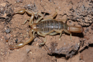 Stripe-Tailed Scorpion (Paravaejovis spinigerus)