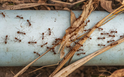 Why Ant Problems Get Worse During Summer Season