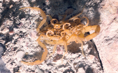 Nevada Scorpions: A Comprehensive Field Guide