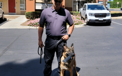 Why Regular Pest Treatments Matter In Desert Climates