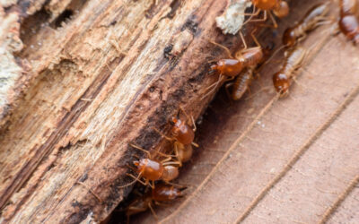 The Best Time Of Year For Termite Inspections
