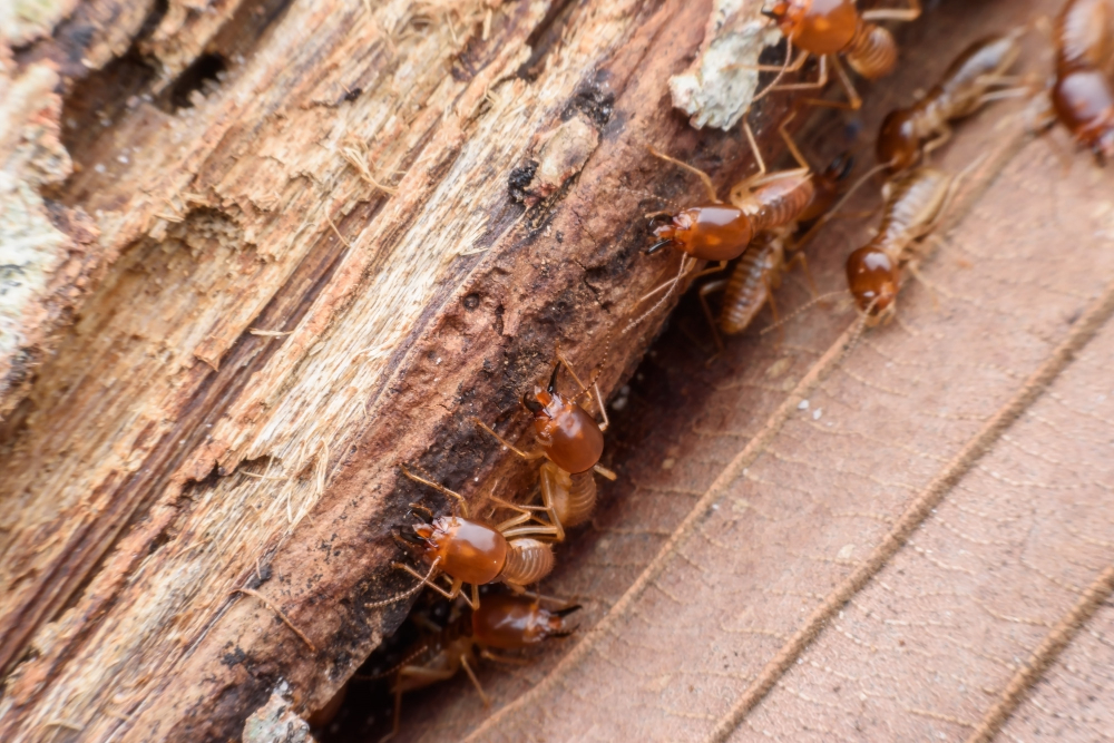 The Best Time Of Year For Termite Inspections