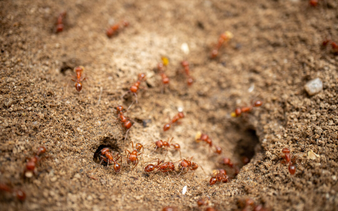 What are Harvester Ants?
