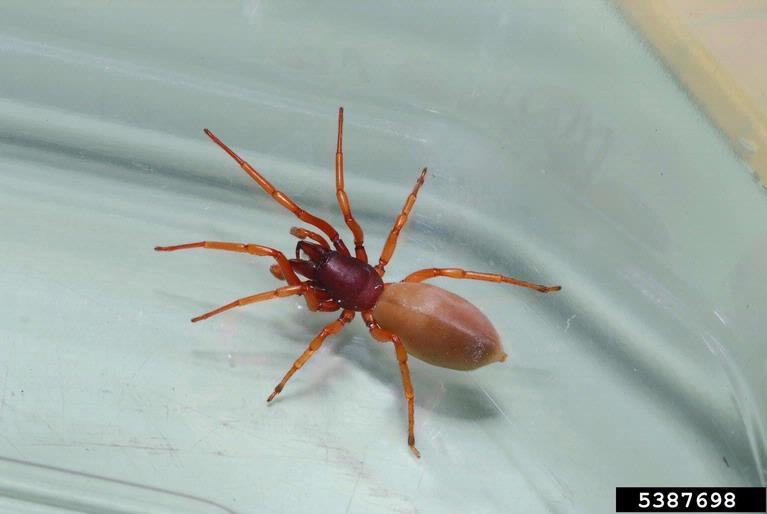 Woodlouse Spiders