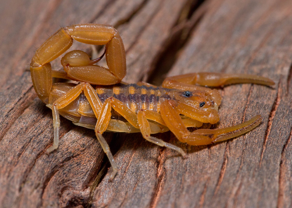 Centrurroides sculpturatus, or Arizona Bark Scorpion