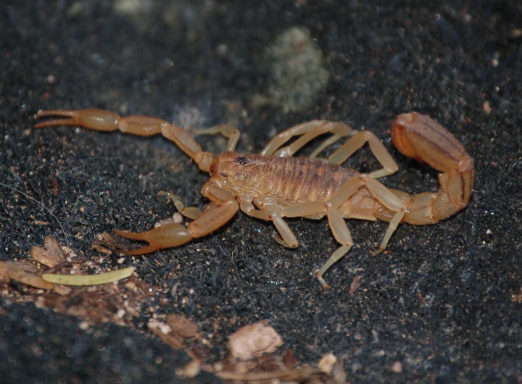 Vaejovis spinigerus, or the Striped Tail Scorpion
