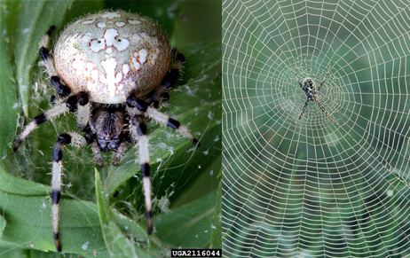 Orb Weaving Spiders