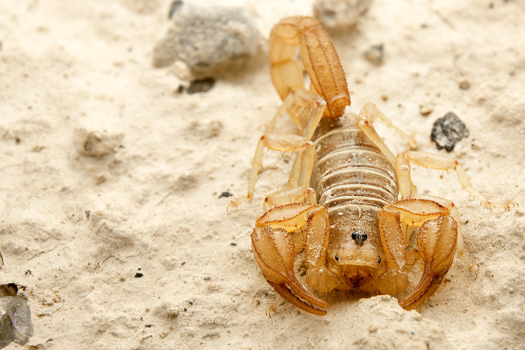 Pararoctonus boreus, the Northern Scorpion