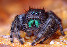 Jumping Spiders 