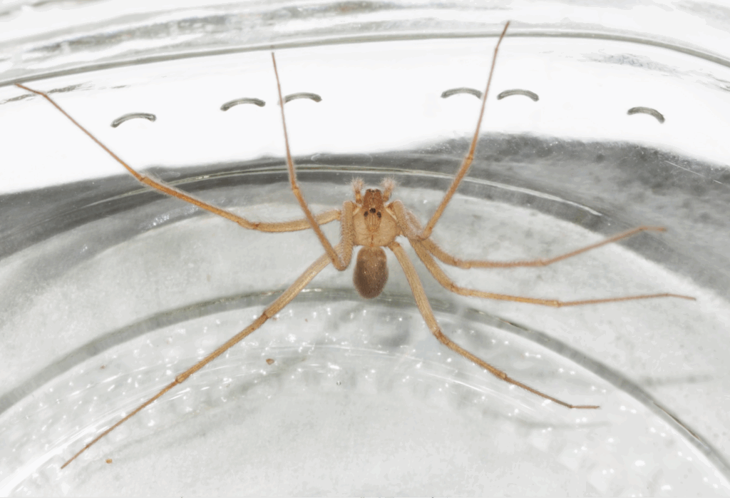 Desert Recluse Spiders 