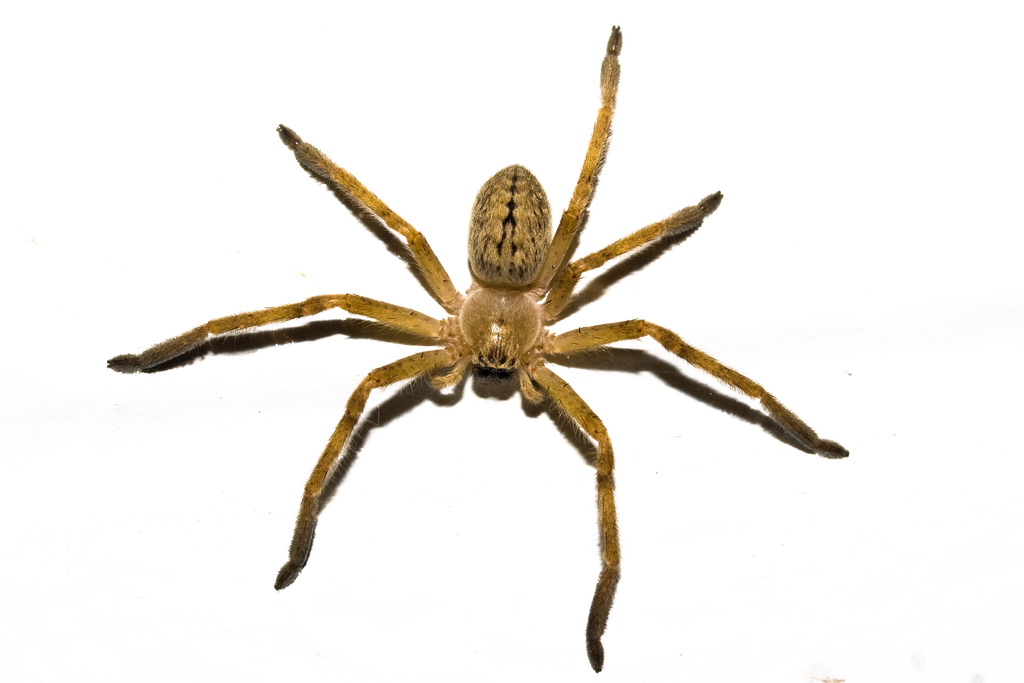 Golden Huntsman Spiders
