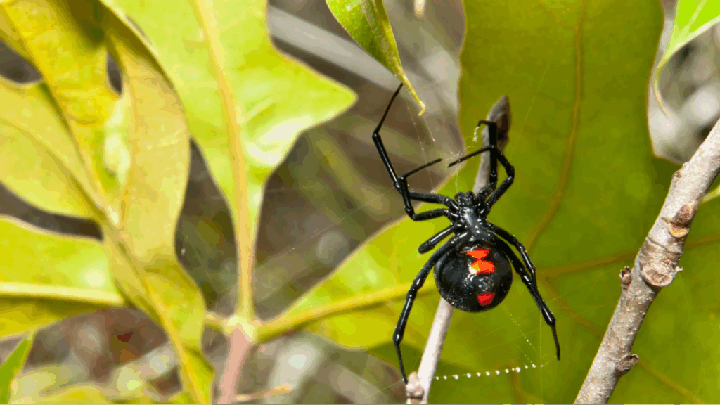 Black Widow Spiders