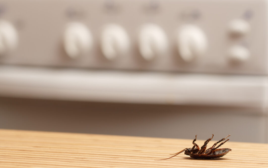 How To Remove Cockroaches in an Apartment: A Step-by-Step Guide