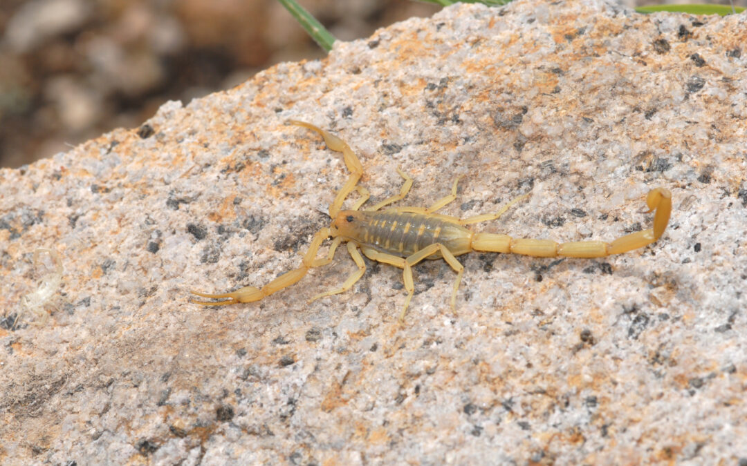The Arizona Bark Scorpion; one of tha many scorpions in Utah