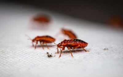 Warning Signs Of A Growing Bed Bug Infestation