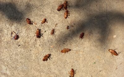 How Weather Changes Affect Pest Activity In St. George