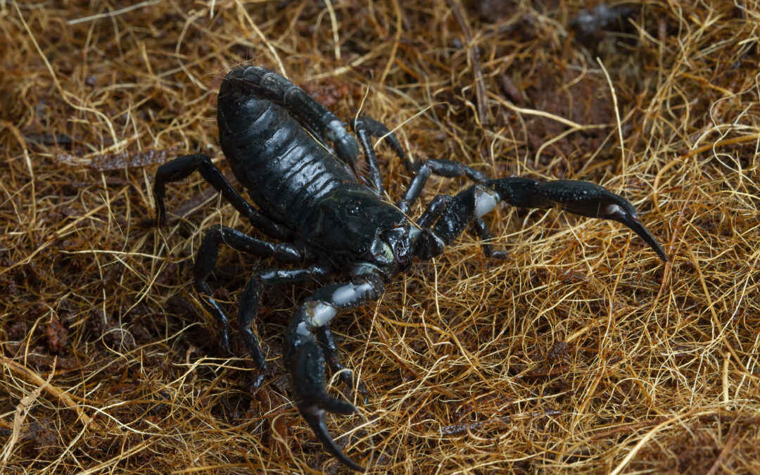 Why Scorpions Invade Homes During Hot Utah Summers