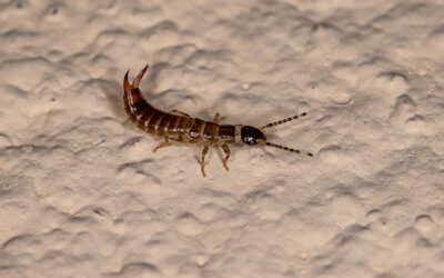 How To Keep Earwigs Out During Southern Utah Heat