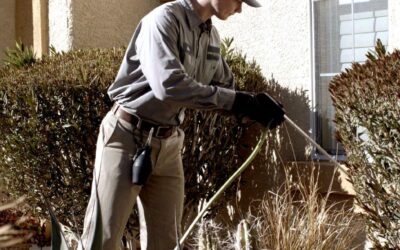 How Professional Pest Control Protects Desert Homes