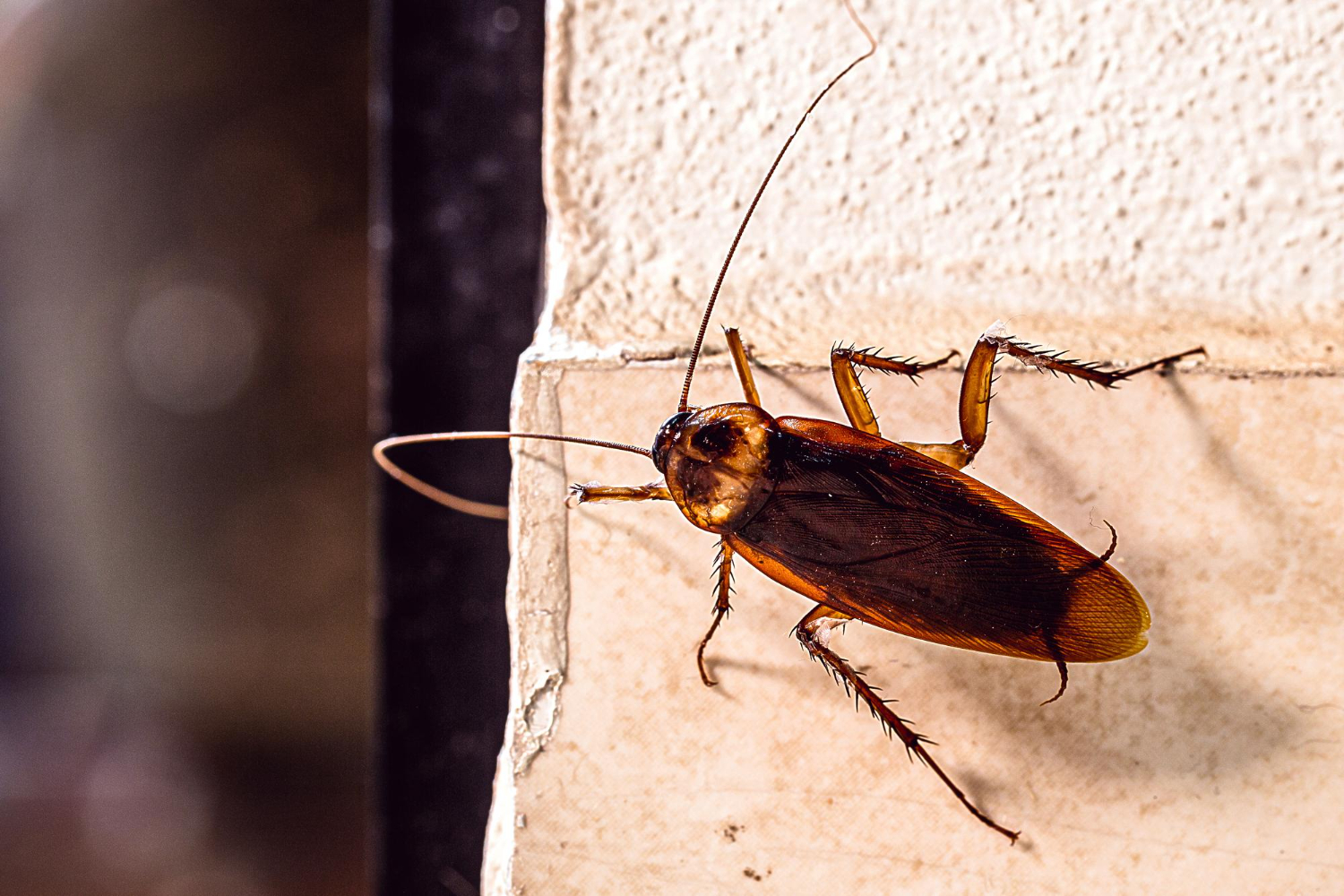 How Desert Heat Increases Cockroach Activity Indoors | Preventive Pest ...