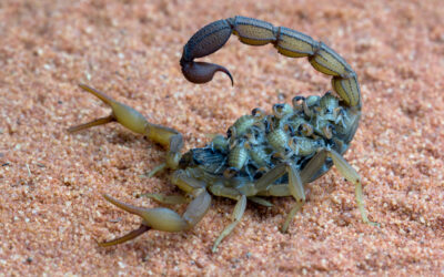 What Makes Scorpions So Common In Southern Utah