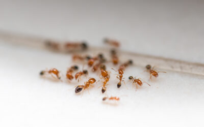 Ant Control Guide: How to Identify, Prevent, and Eliminate Ant Infestations