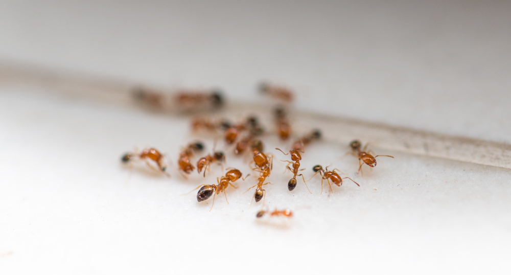 Ant Control Guide: How to Identify, Prevent, and Eliminate Ant Infestations