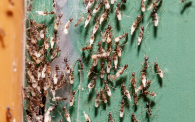 Springtime Pests in St. George: What Homeowners Need to Know